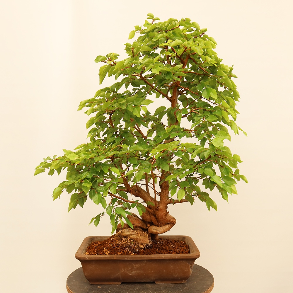 Bonsai voor buiten -Carpinus Coreana - Koreaanse haagbeuk