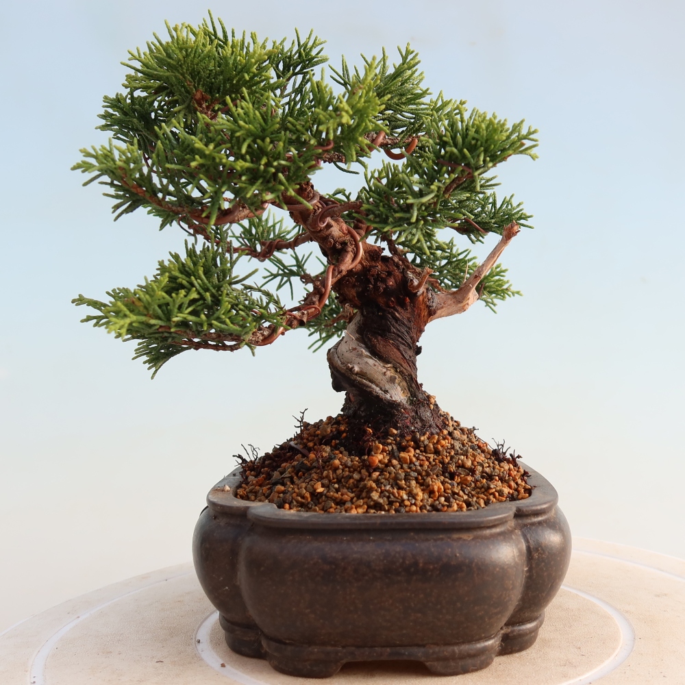 Bonsai voor buiten - Juniperus chinensis Itoigawa