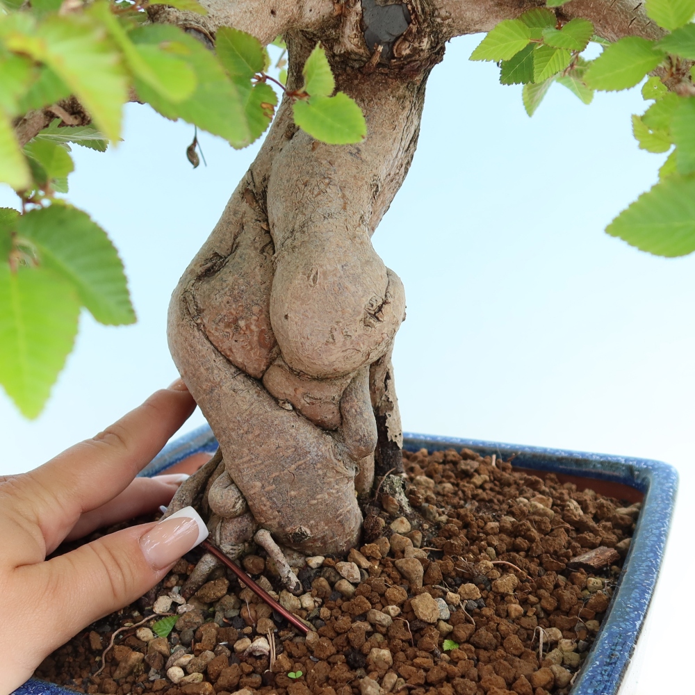Bonsai voor buiten -Carpinus Coreana - Koreaanse haagbeuk