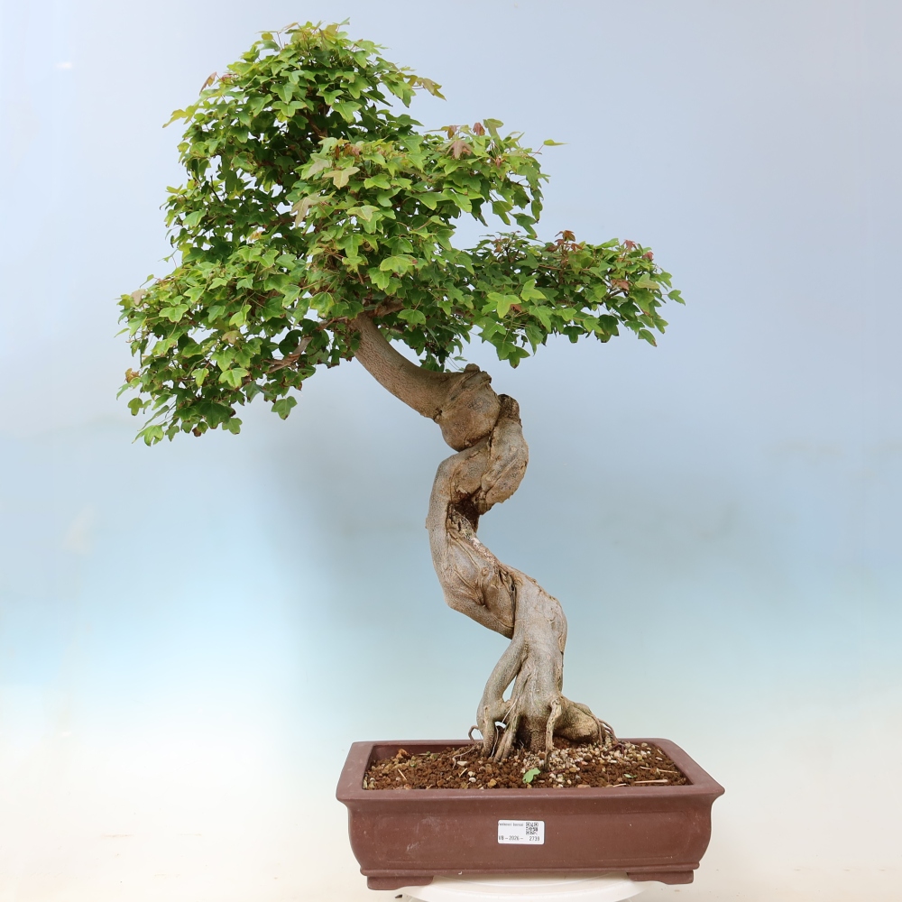 Bonsai voor buiten - Acer Buergerianum - Burgeresdoorn