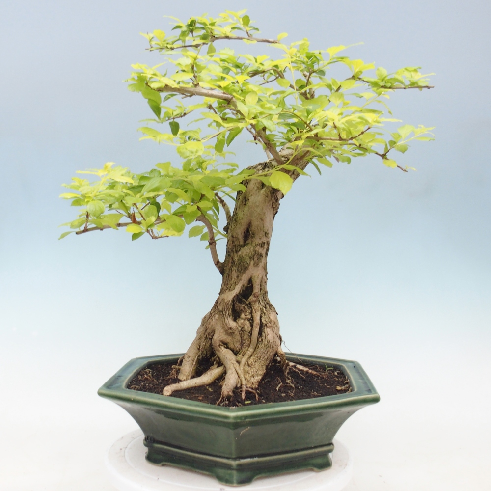 Kamerbonsai - Duranta erecta Aurea