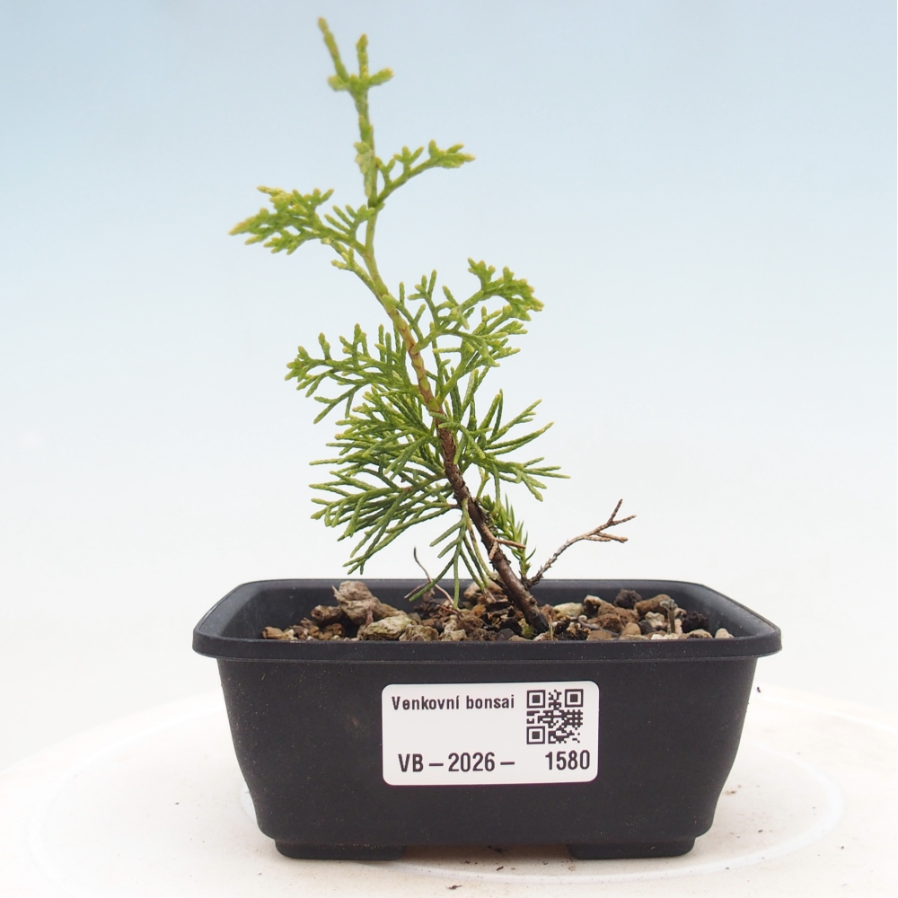 Bonsai voor buiten - Juniperus chinensis Itoigawa