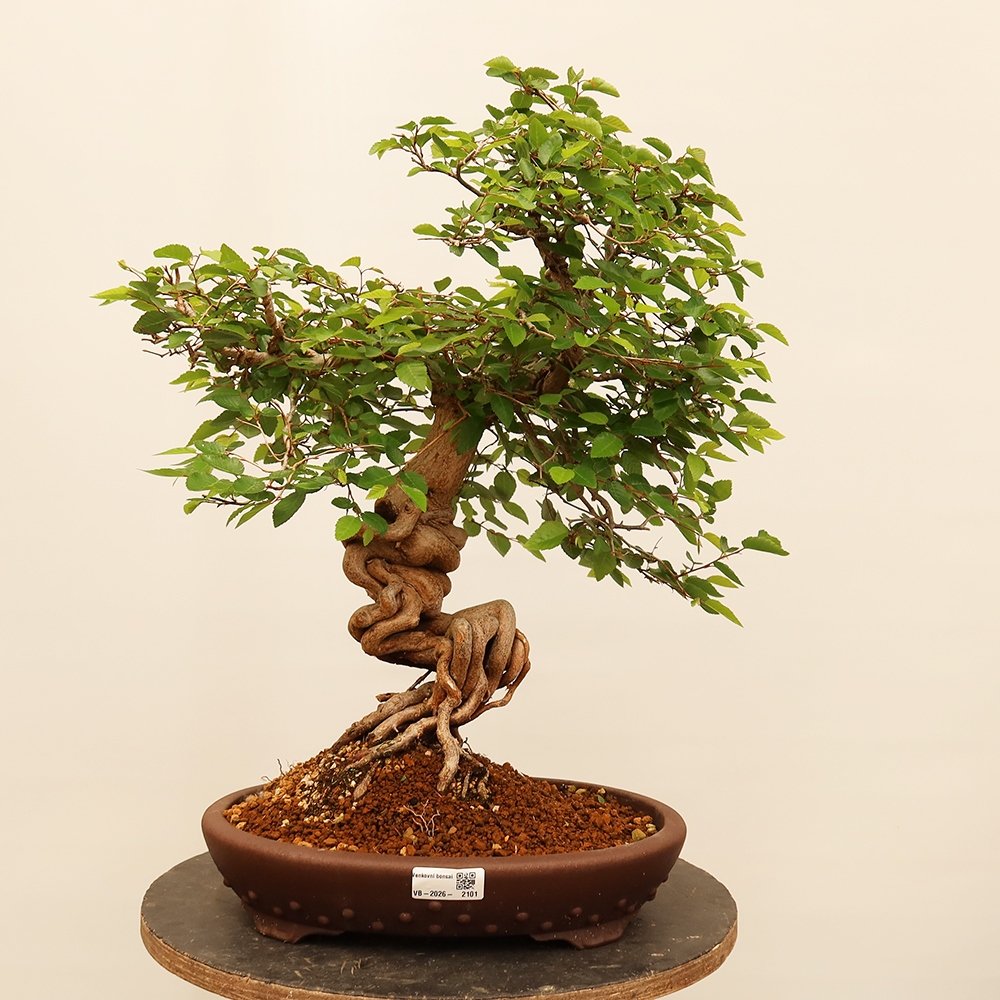 Bonsai voor buiten -Carpinus Coreana - Koreaanse haagbeuk