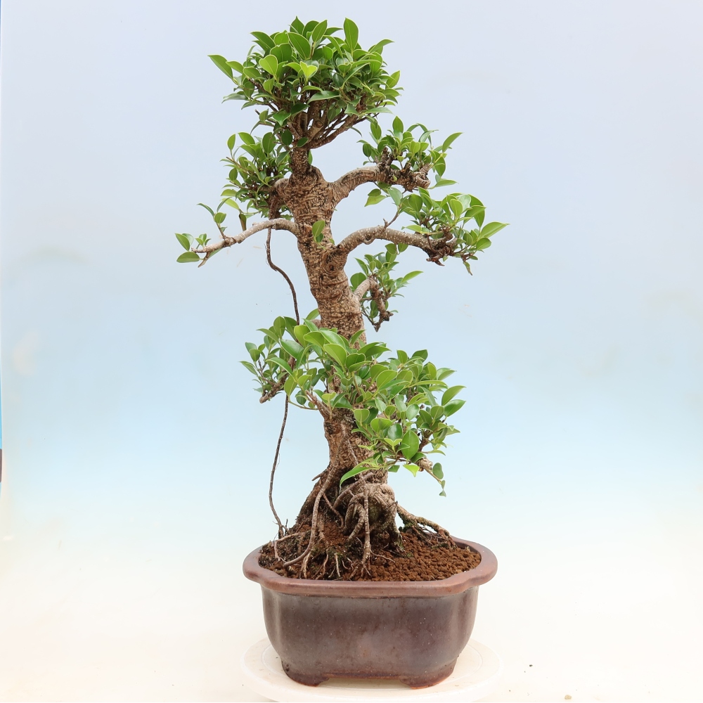 Kamerbonsai - Ficus kimmen - kleinbladige ficus