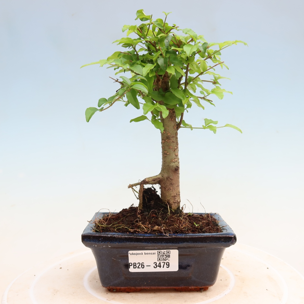 Kamerbonsai -Ligustrum chinensis - Vogelsnavel
