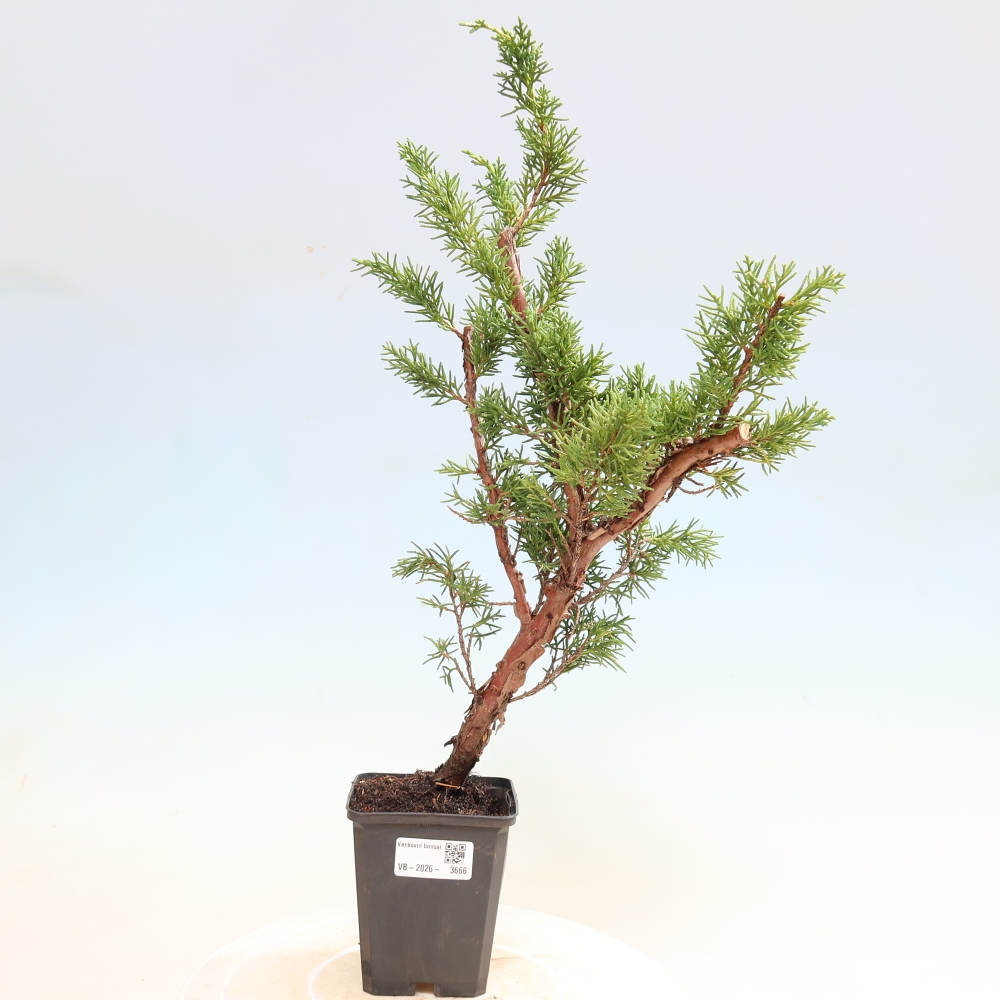 Bonsai voor buiten - Juniperus chinensis Kishu