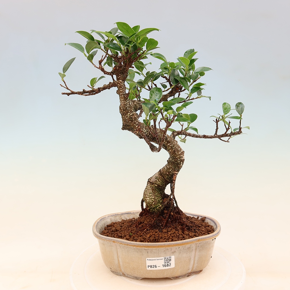 Kamerbonsai - Ficus retusa - kleinbladige ficus