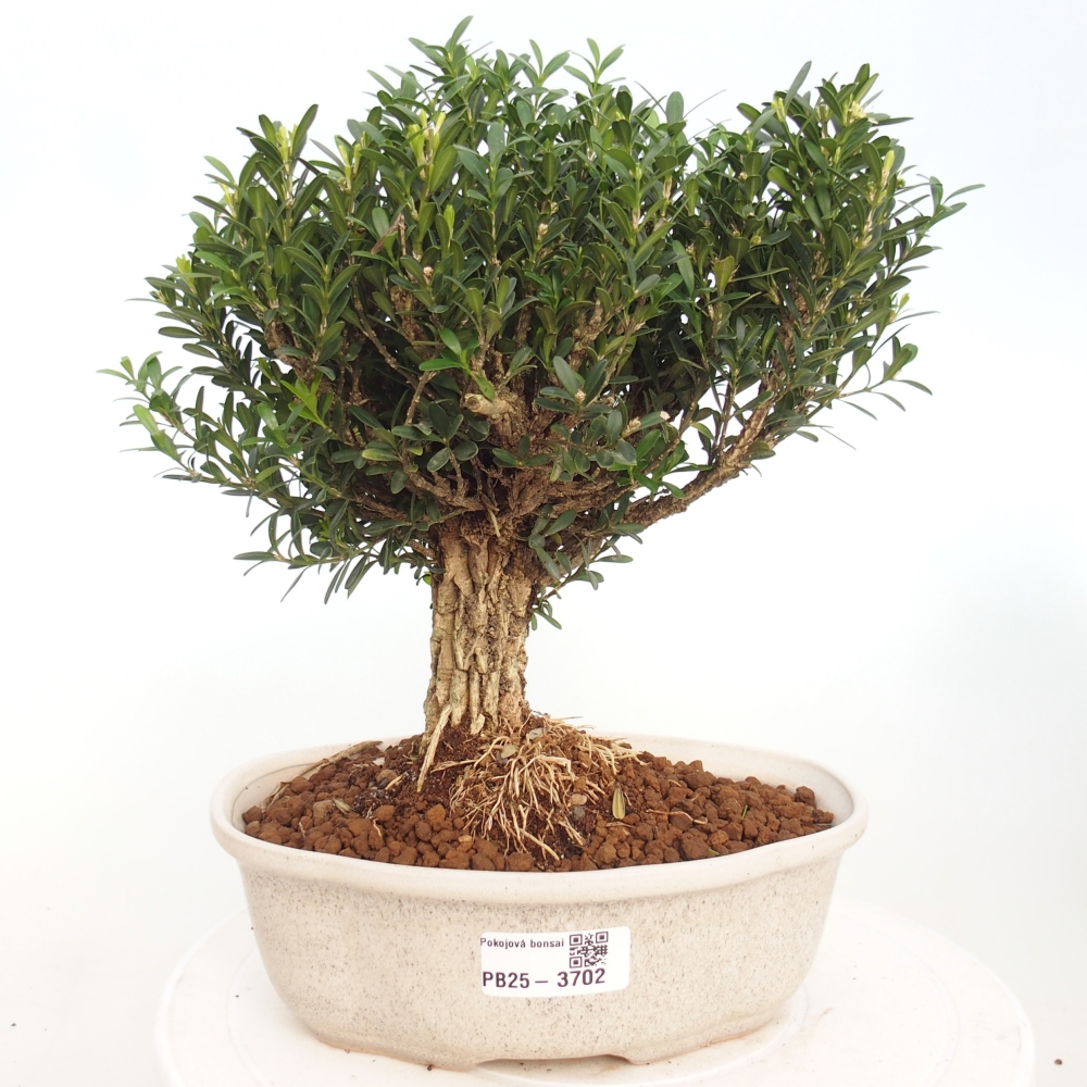 Kamerbonsai - Buxus harlandii - kurk buxus