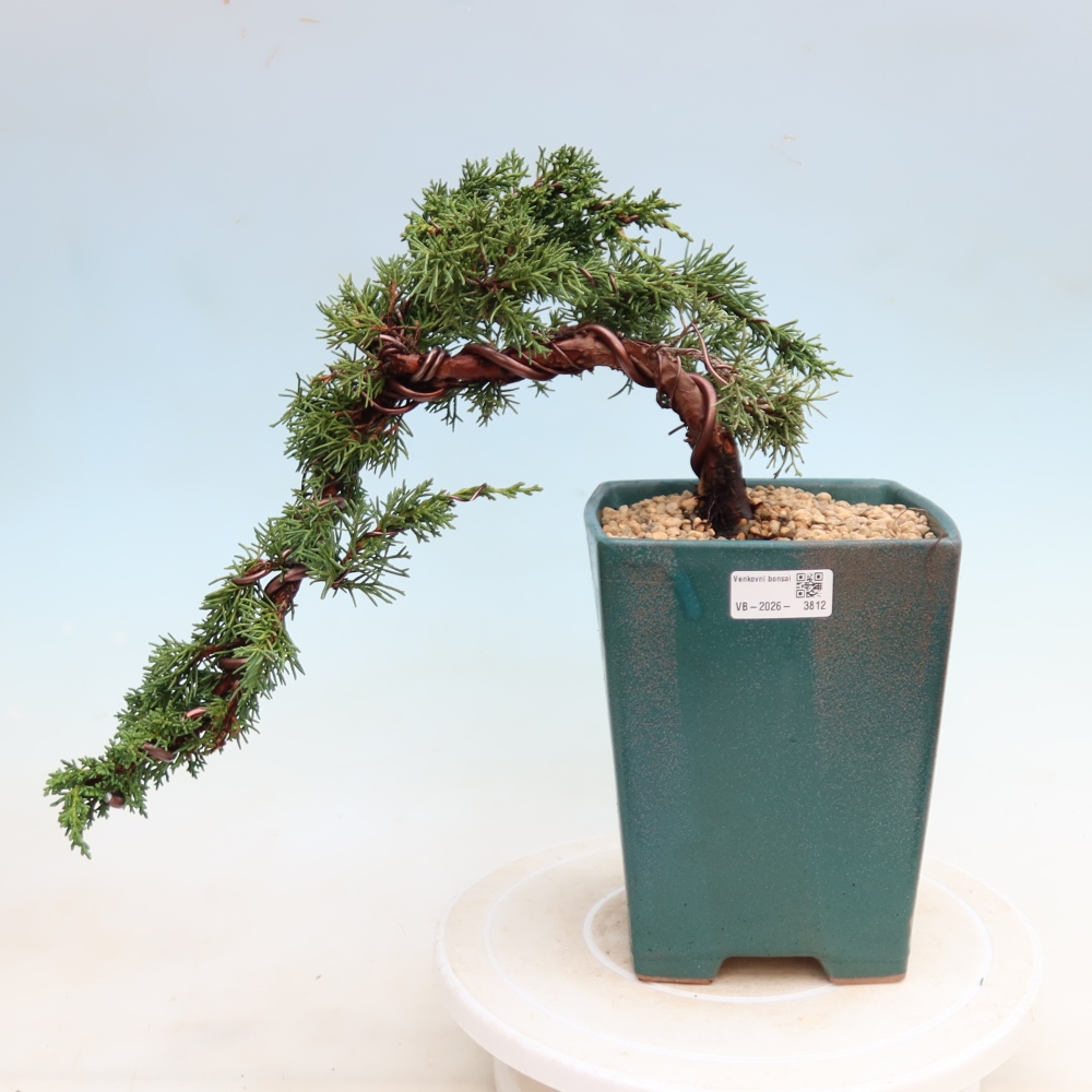 Bonsai voor buiten - Juniperus chinensis Kishu