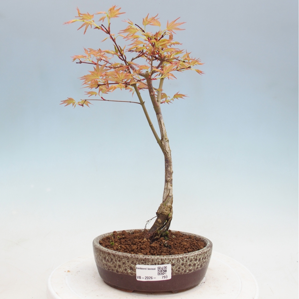Noorse esdoorn - Acer palmatum Beni Tsukasa