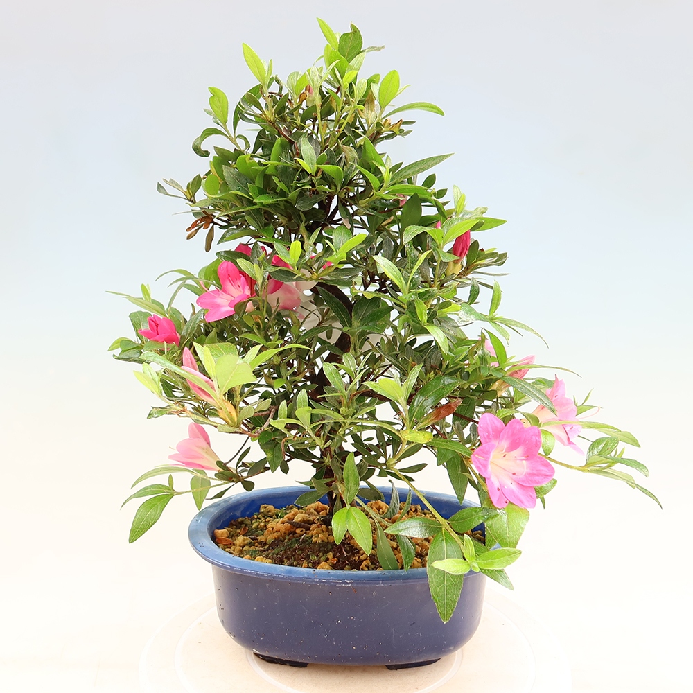 Bonsai voor buiten - Japanse Azalea - Azalea Reiko