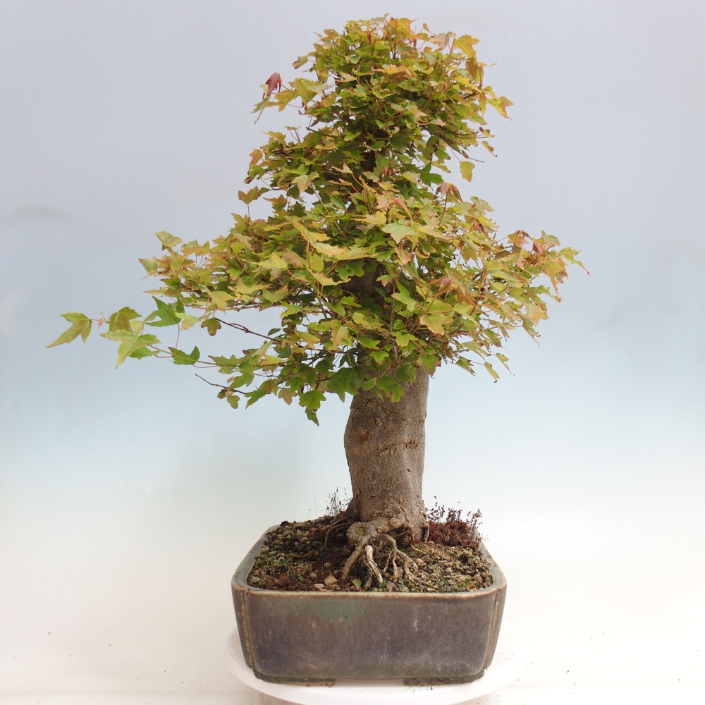 Bonsai voor buiten - Acer Buergerianum - Burgeresdoorn