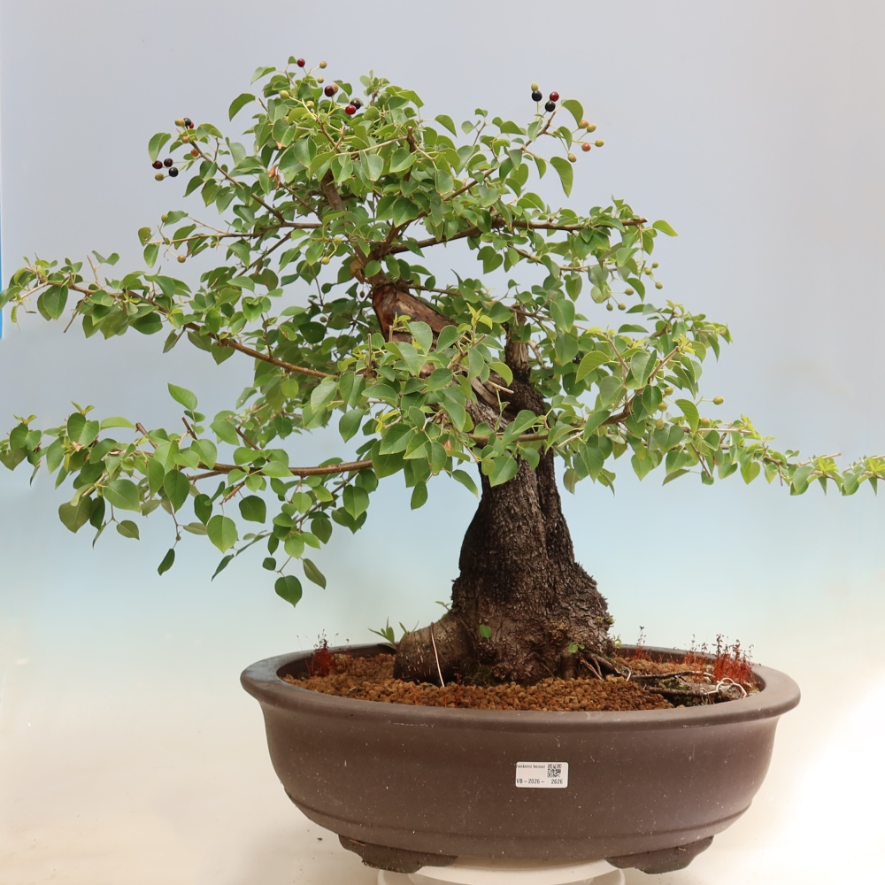 Bonsai voor buiten - Mahalebka - Prunus mahaleb