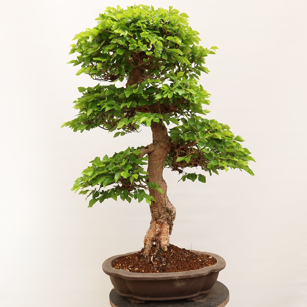 Bonsai voor buiten -Carpinus Coreana - Koreaanse haagbeuk