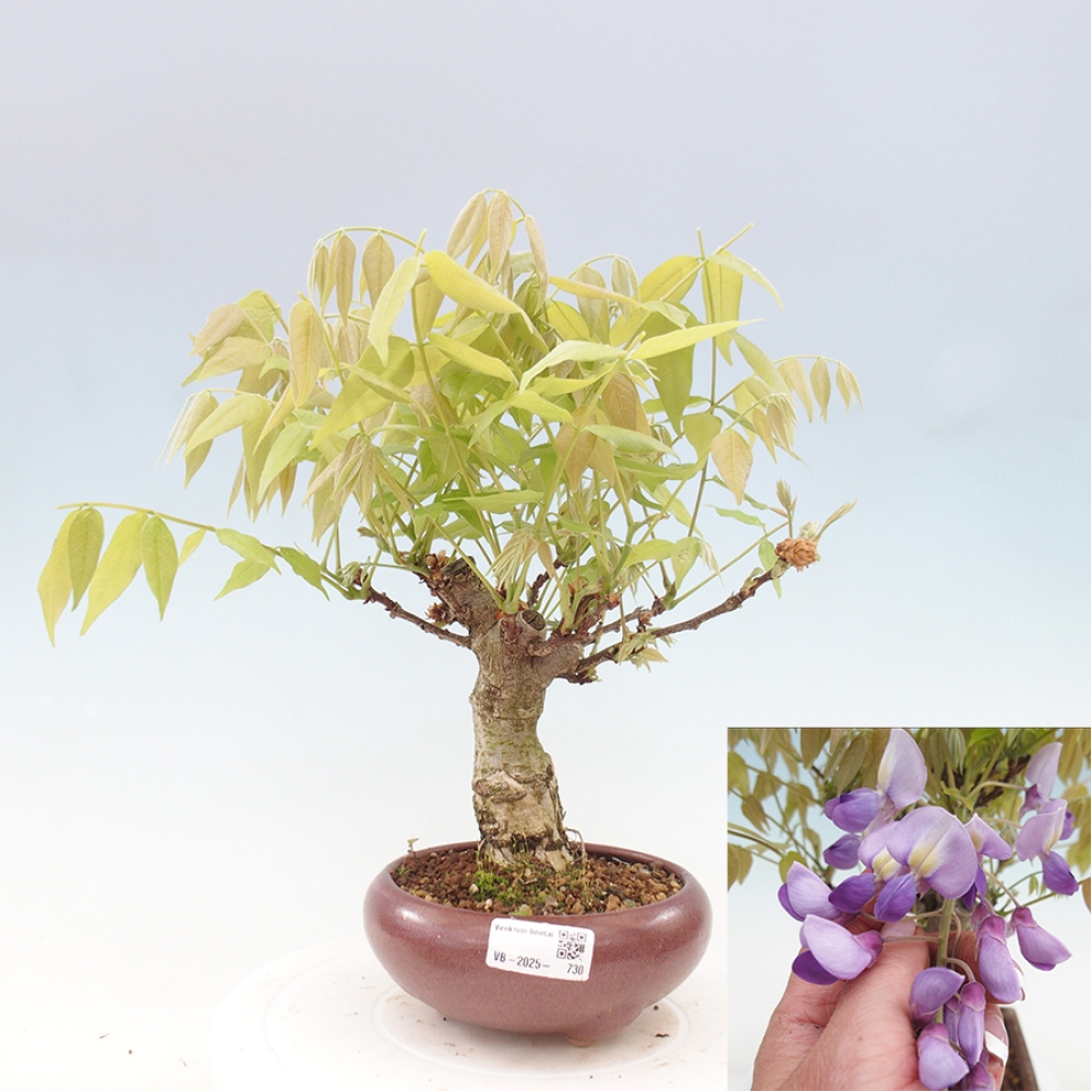 Bonsai voor buiten - Wisteria floribunda