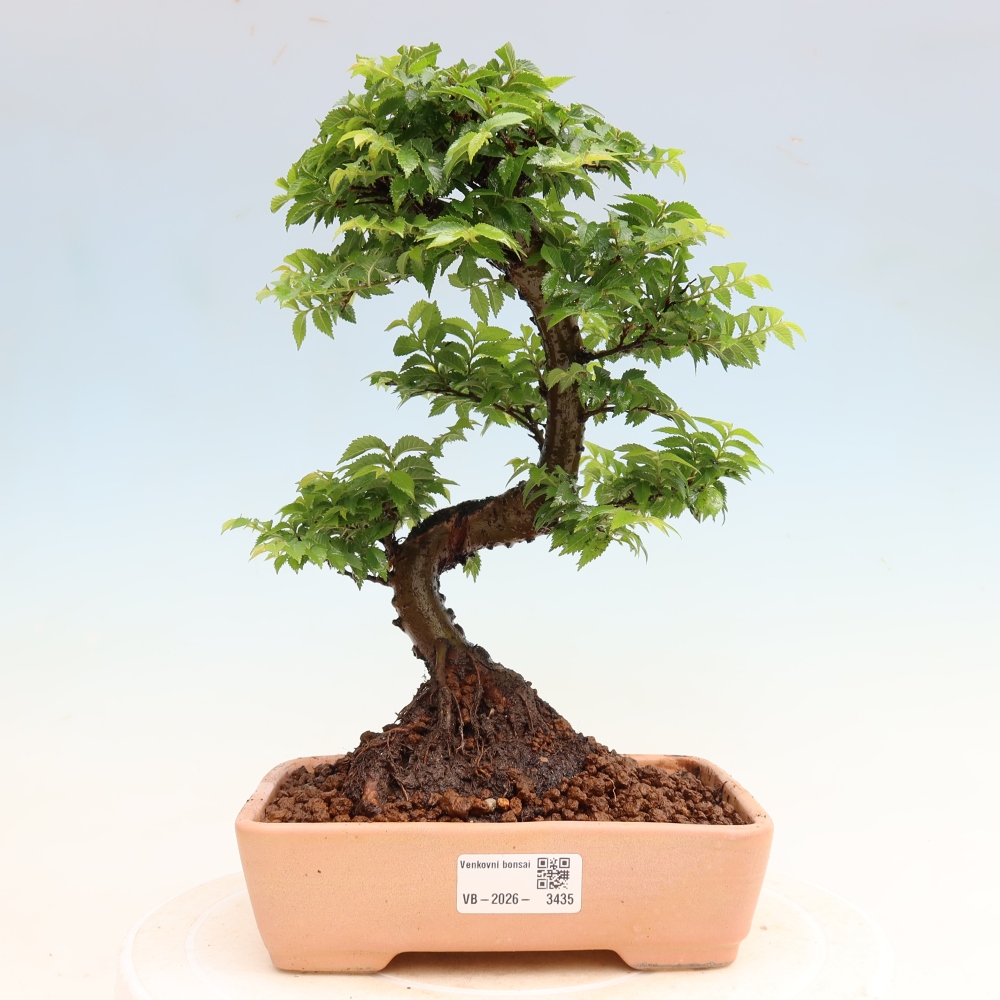 Buitenbonsai - Ulmus Jacqueline Hillier - Prachtige iep