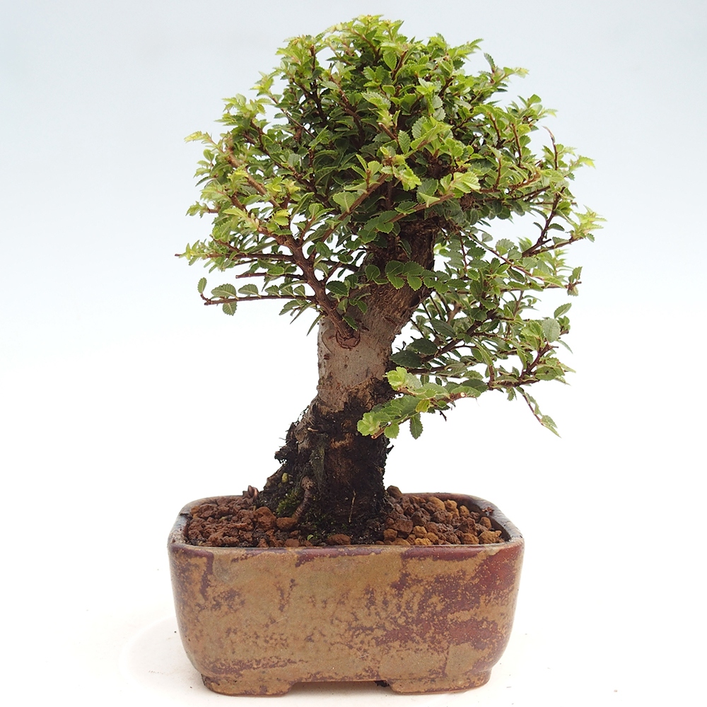 Bonsai voor buiten - Ulmus parvifolia Hokkaido - Chinese iep