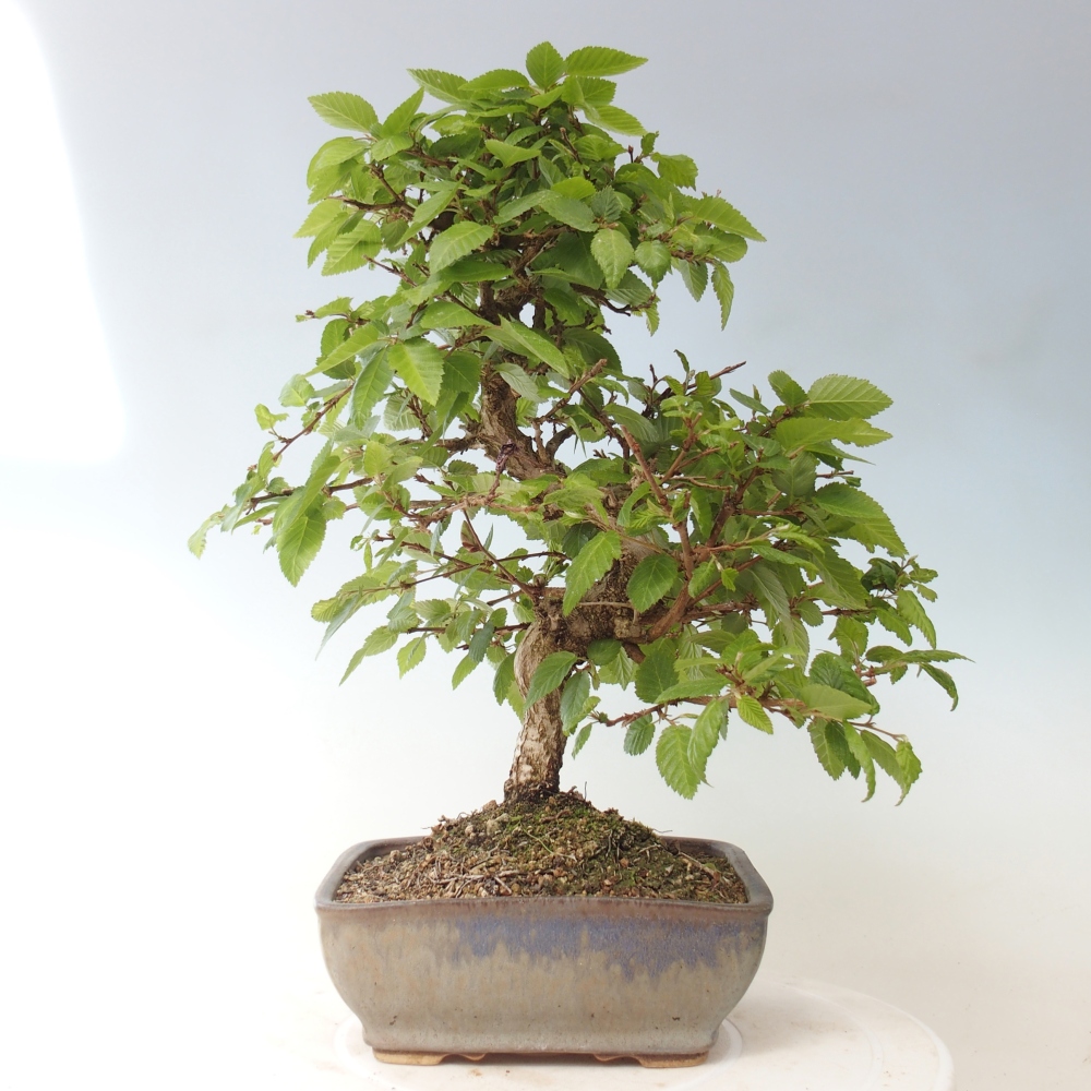Bonsai voor buiten -Carpinus CARPINOIDES - Koreaanse haagbeuk
