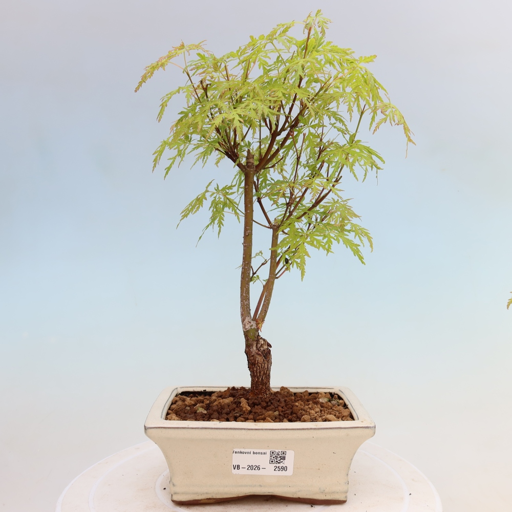Bonsai voor buiten - Acer palmatum Dissectum