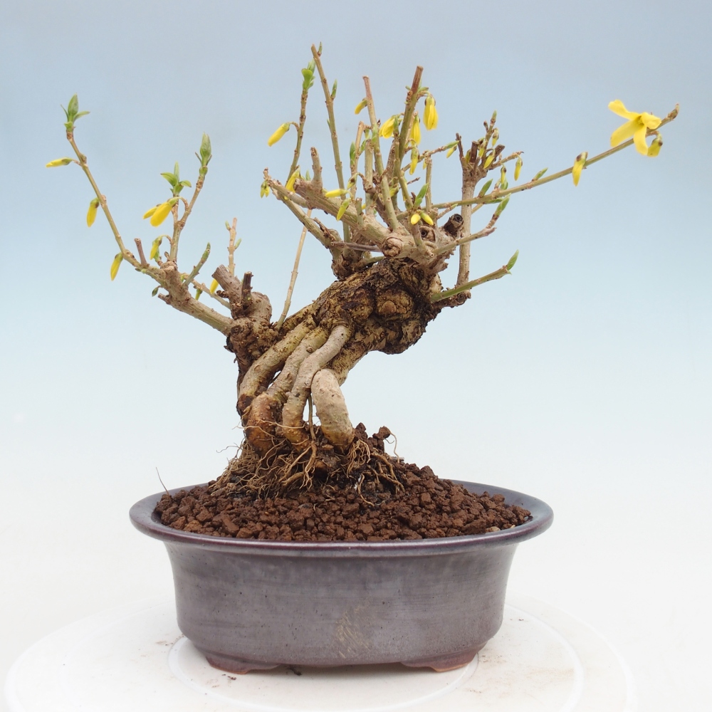 Bonsai voor buiten - Zlatice - Forsythia koreana