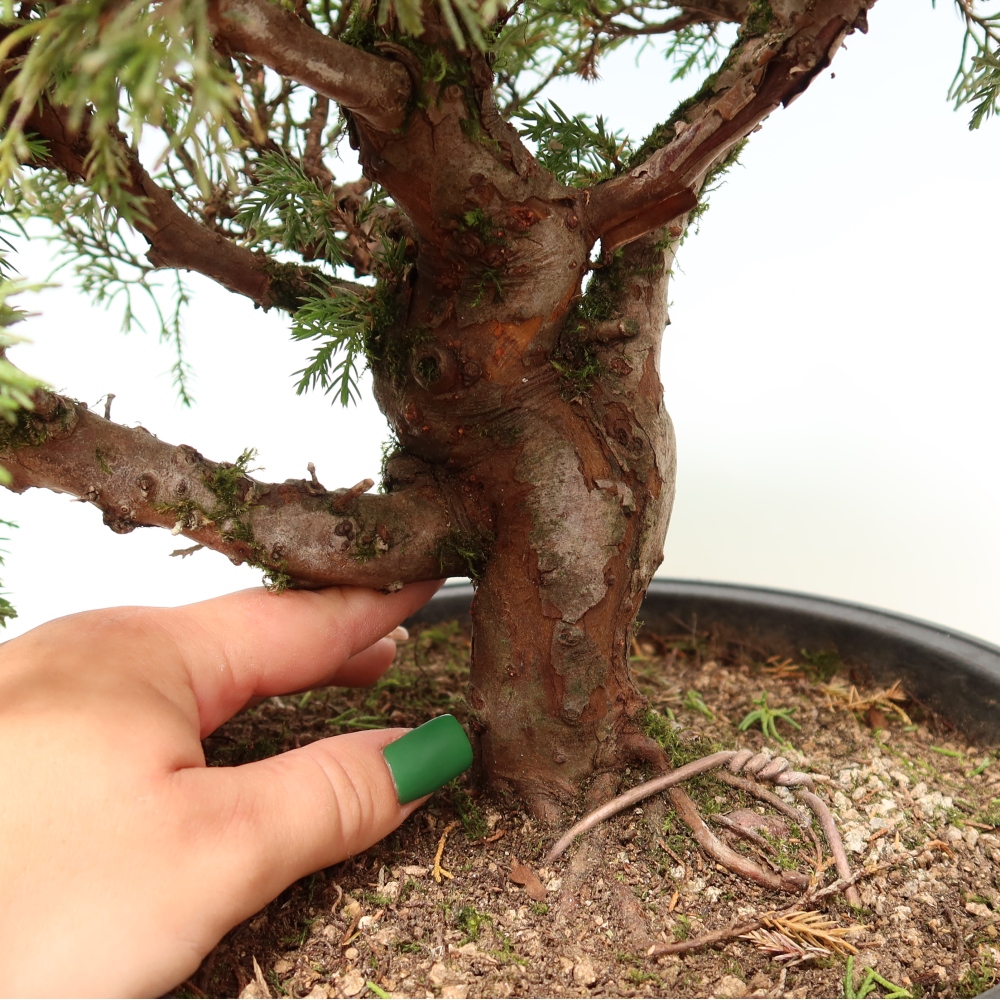 Bonsai voor buiten - Juniperus chinensis Itoigawa-Juniperus chinensis