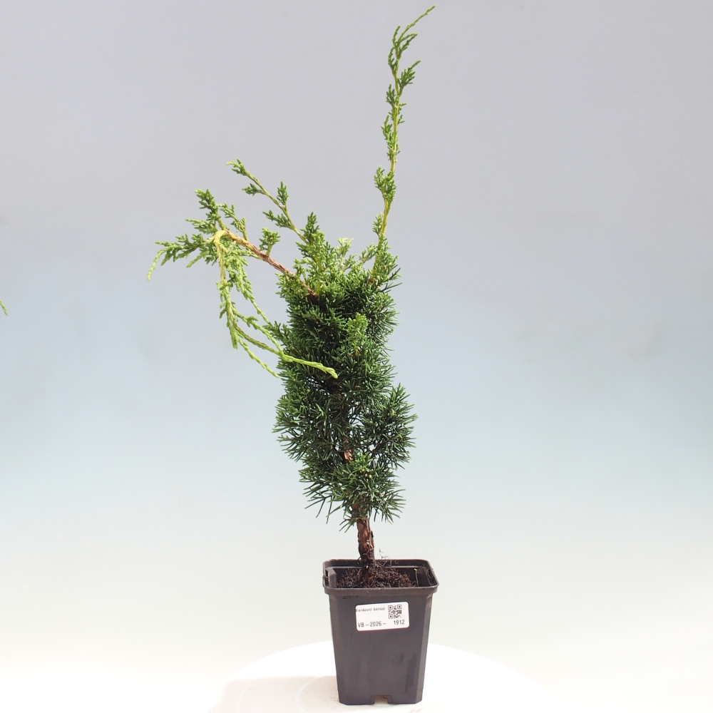 Bonsai voor buiten - Juniperus chinensis Kishu