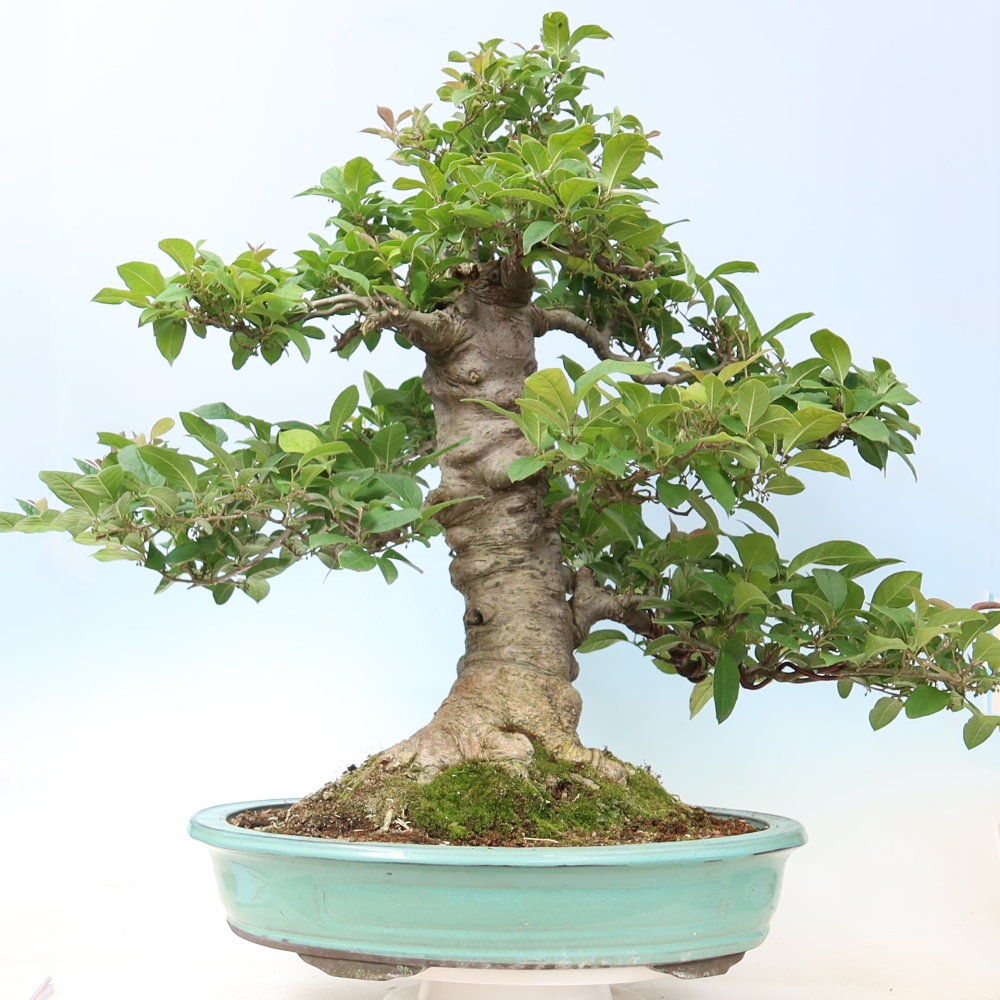 Bonsai voor buiten - Ilex serrata - zaagbladige hulst
