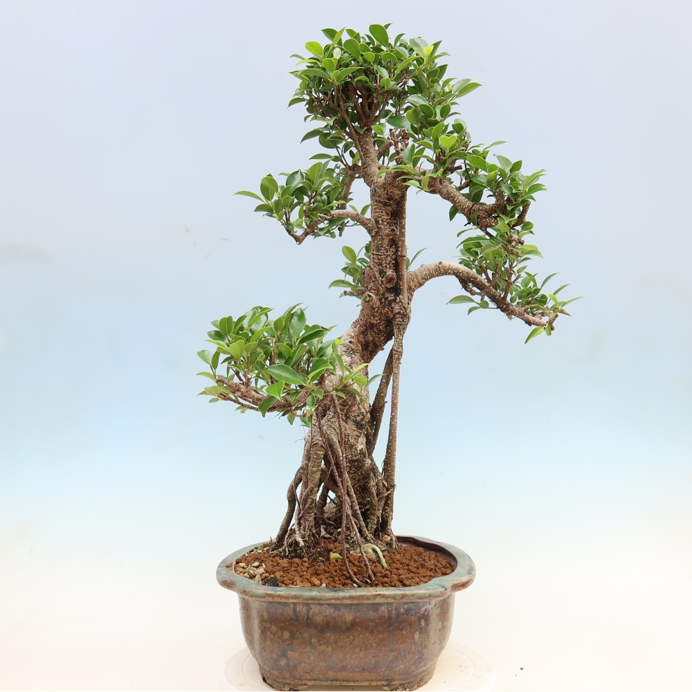 Kamerbonsai - Ficus kimmen - kleinbladige ficus