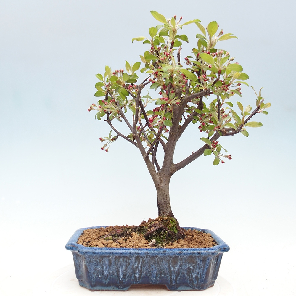 Bonsai voor buiten -Malus domestica - Roodbladige appelboom met kleine vruchten