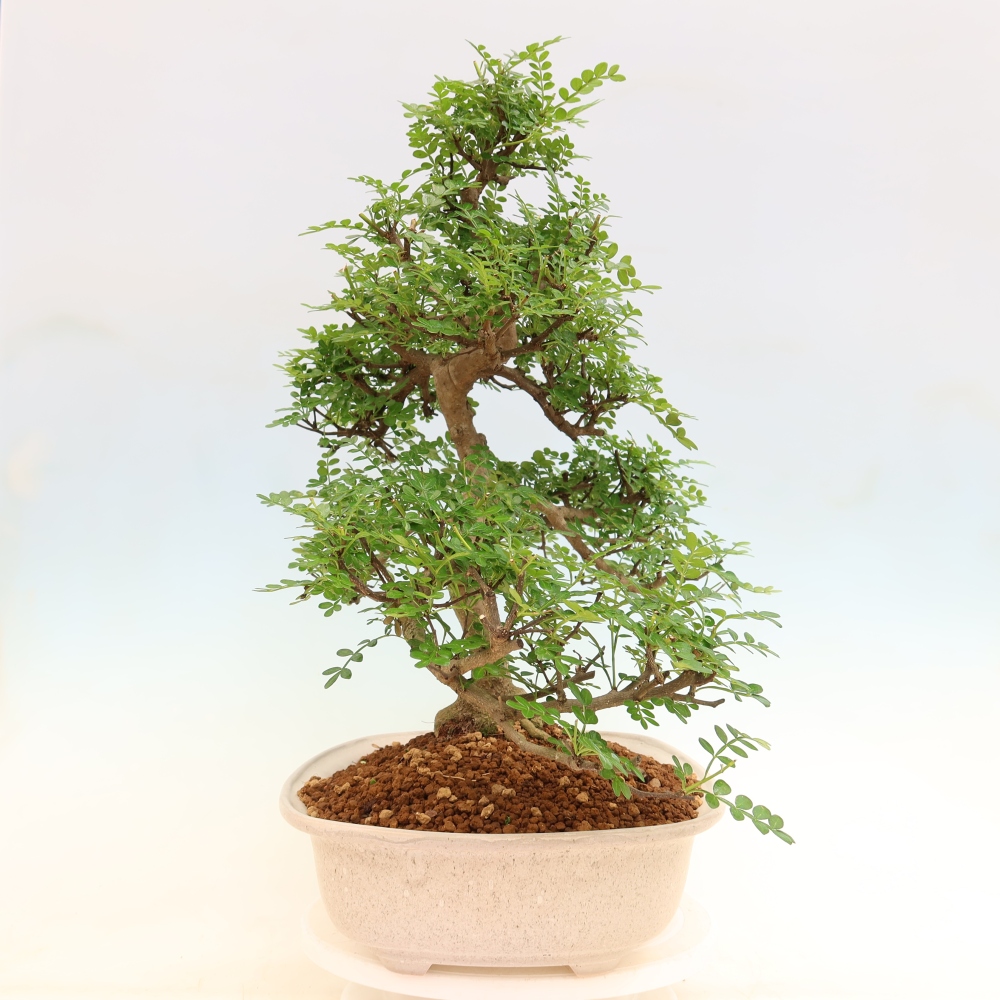 Kamerbonsai - Zantoxylum piperitum - peperboom
