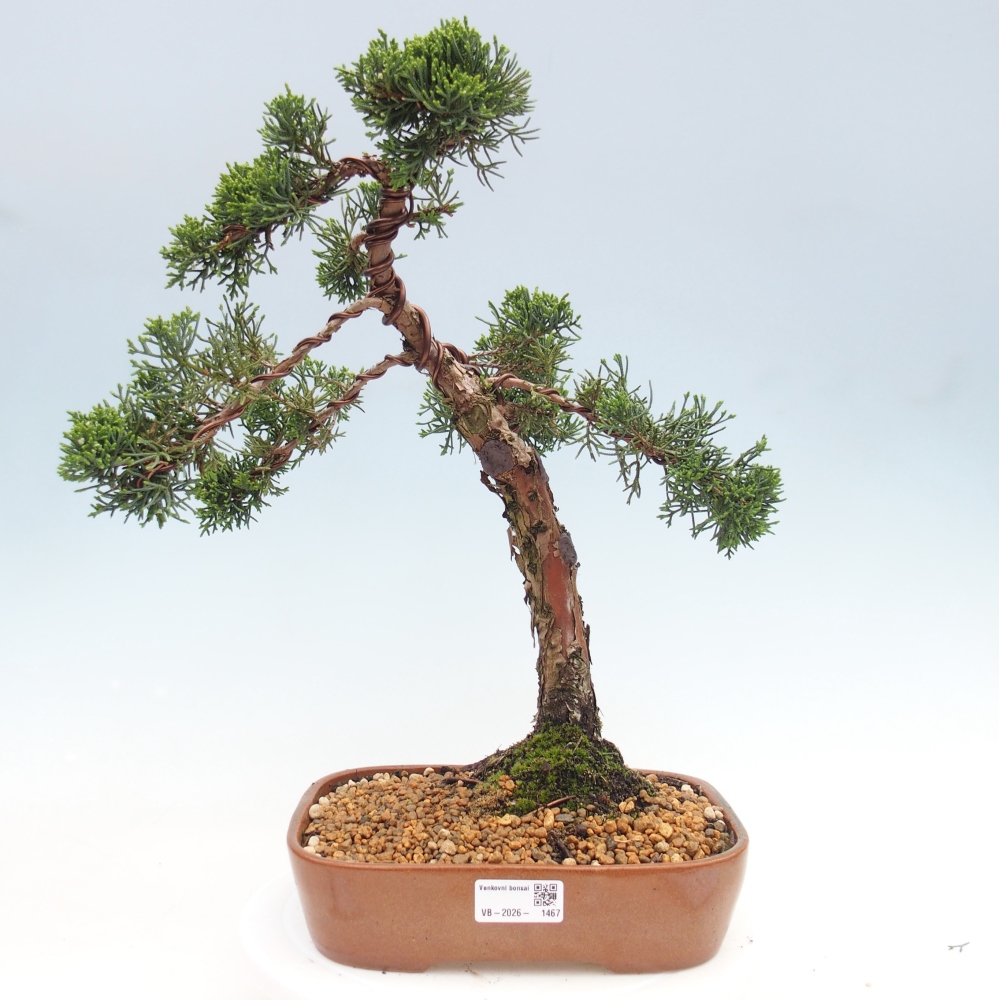 Bonsai voor buiten - Juniperus chinensis Kishu
