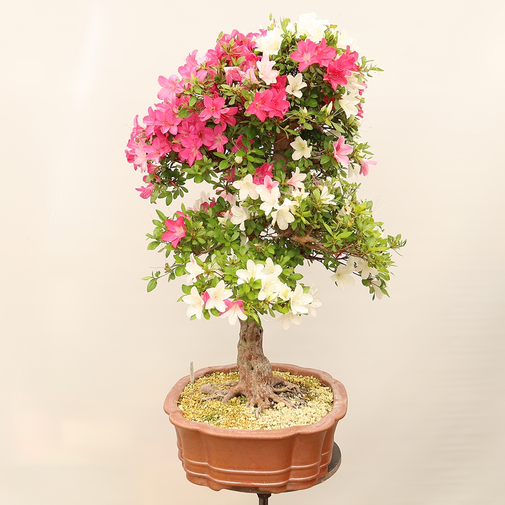 Bonsai voor buiten - Japanse Azalea - Azalea Sayaka