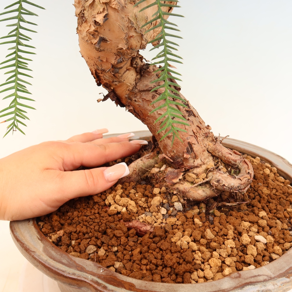 Kamerbonsai - Araucaria - kamer spar