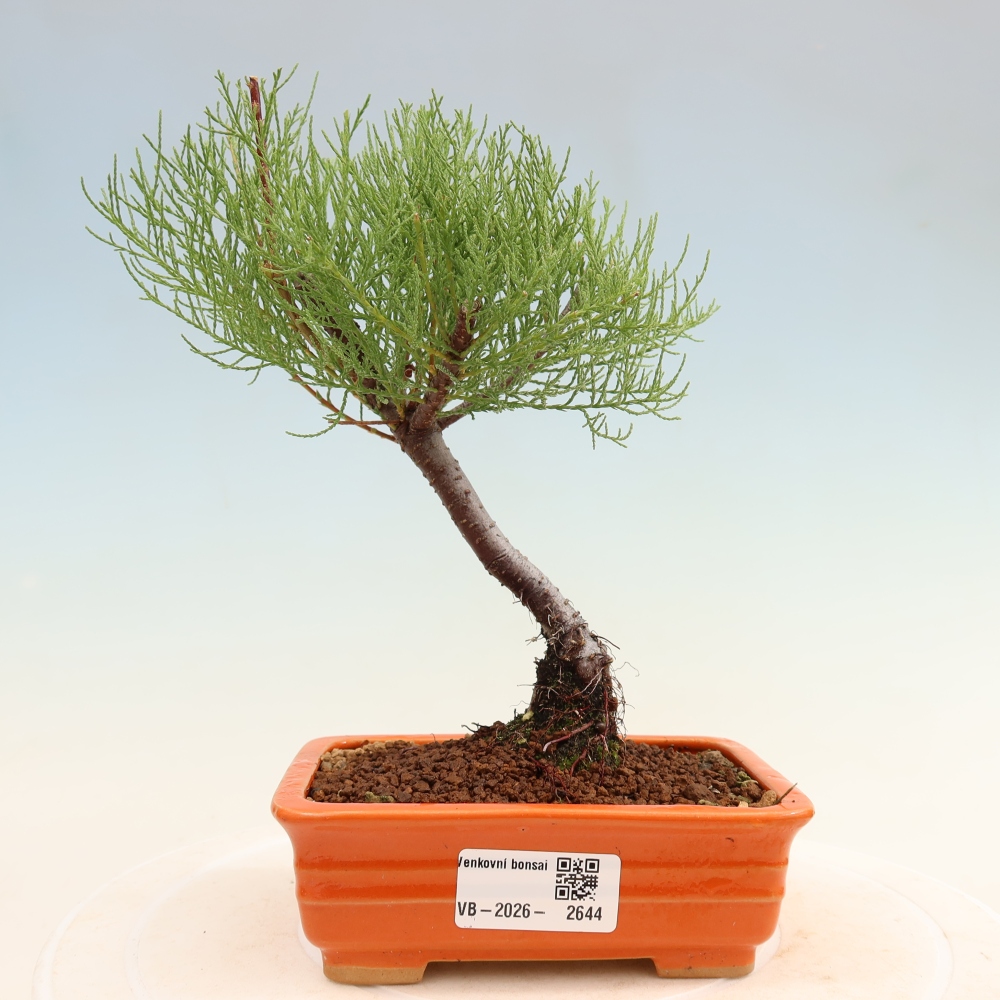 Bonsai voor buiten - Tamarisk - Tamarix