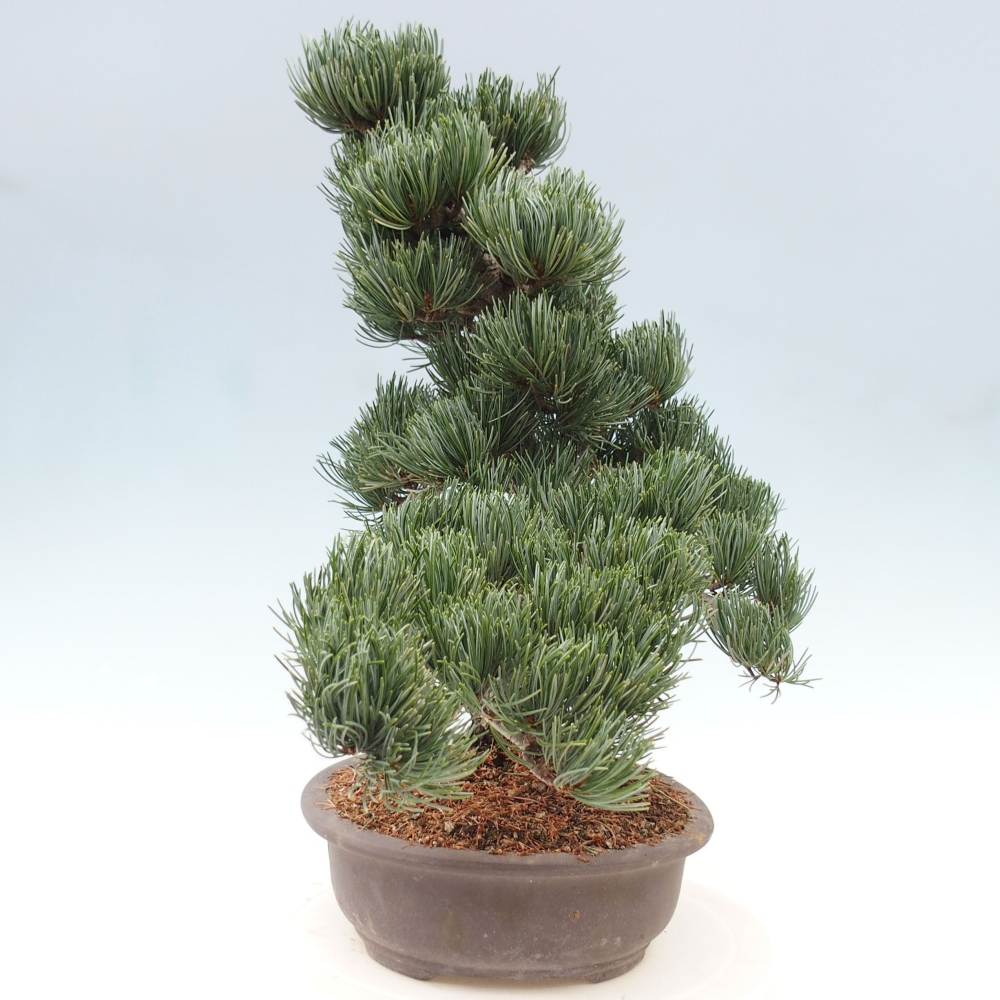 Bonsai voor buiten - Pinus parviflora - Pinus parviflora