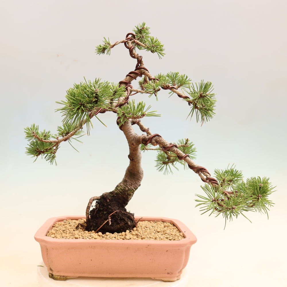 Bonsai voor buiten - Pinus mugo Humpy  - Bergden