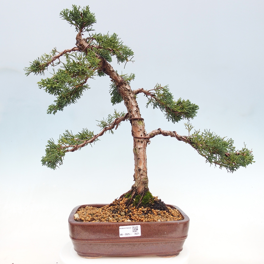 Bonsai voor buiten - Juniperus chinensis Kishu