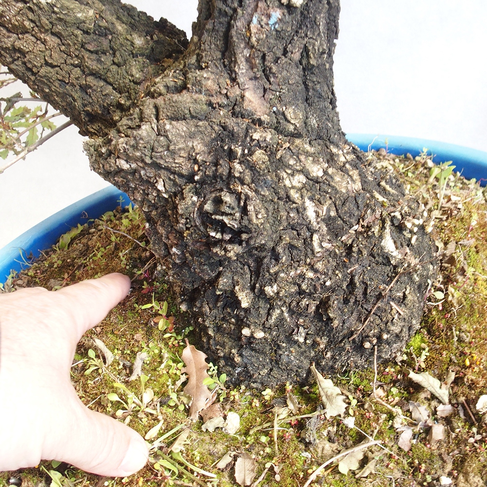 Buiten bonsai Quercus Cerris - Eik Cer