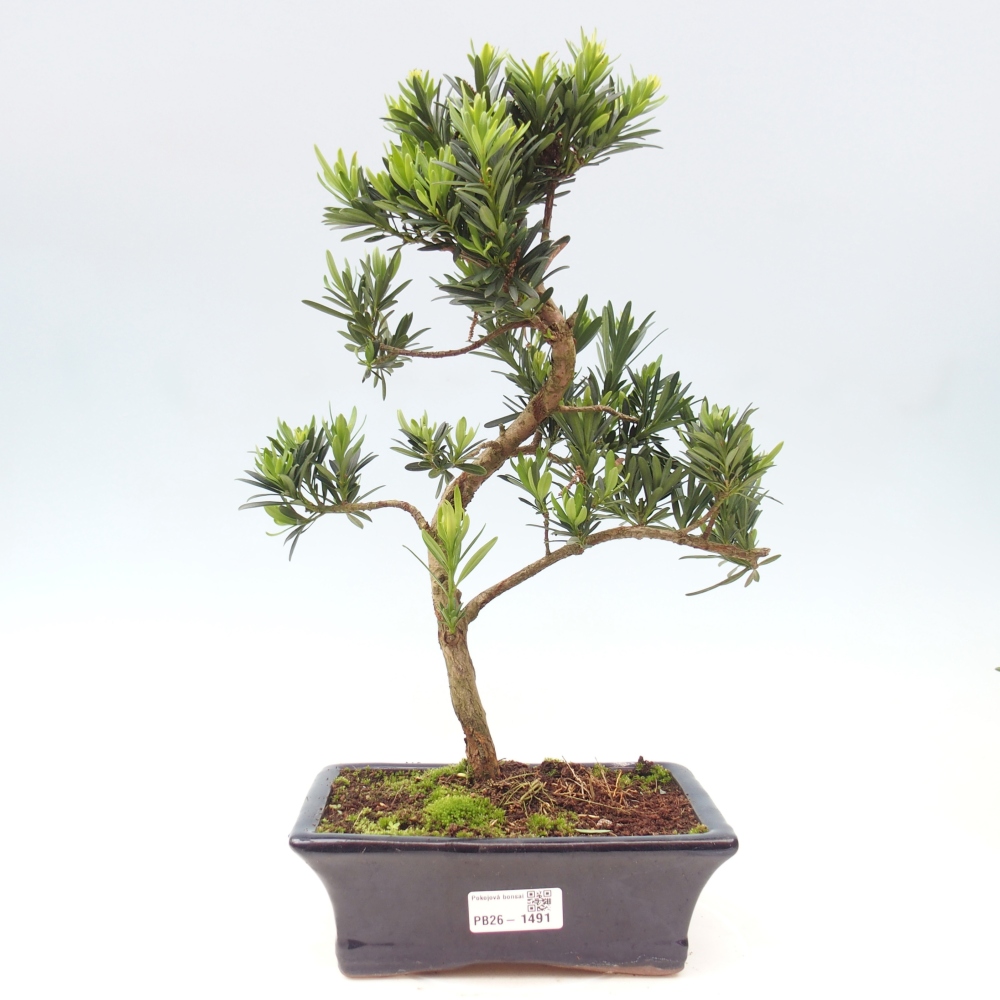 Kamerbonsai - Podocarpus - Taxus