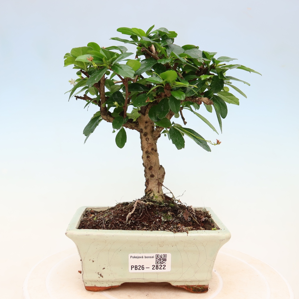 Kamerbonsai - Carmona macrophylla - Thee fuki