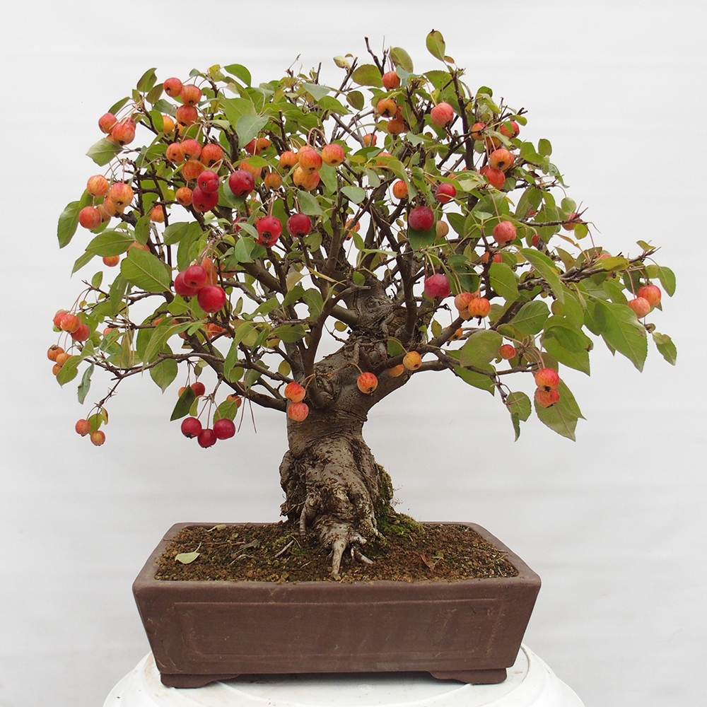 Bonsai voor buiten -Malus halliana - Appelboom met kleine vruchten