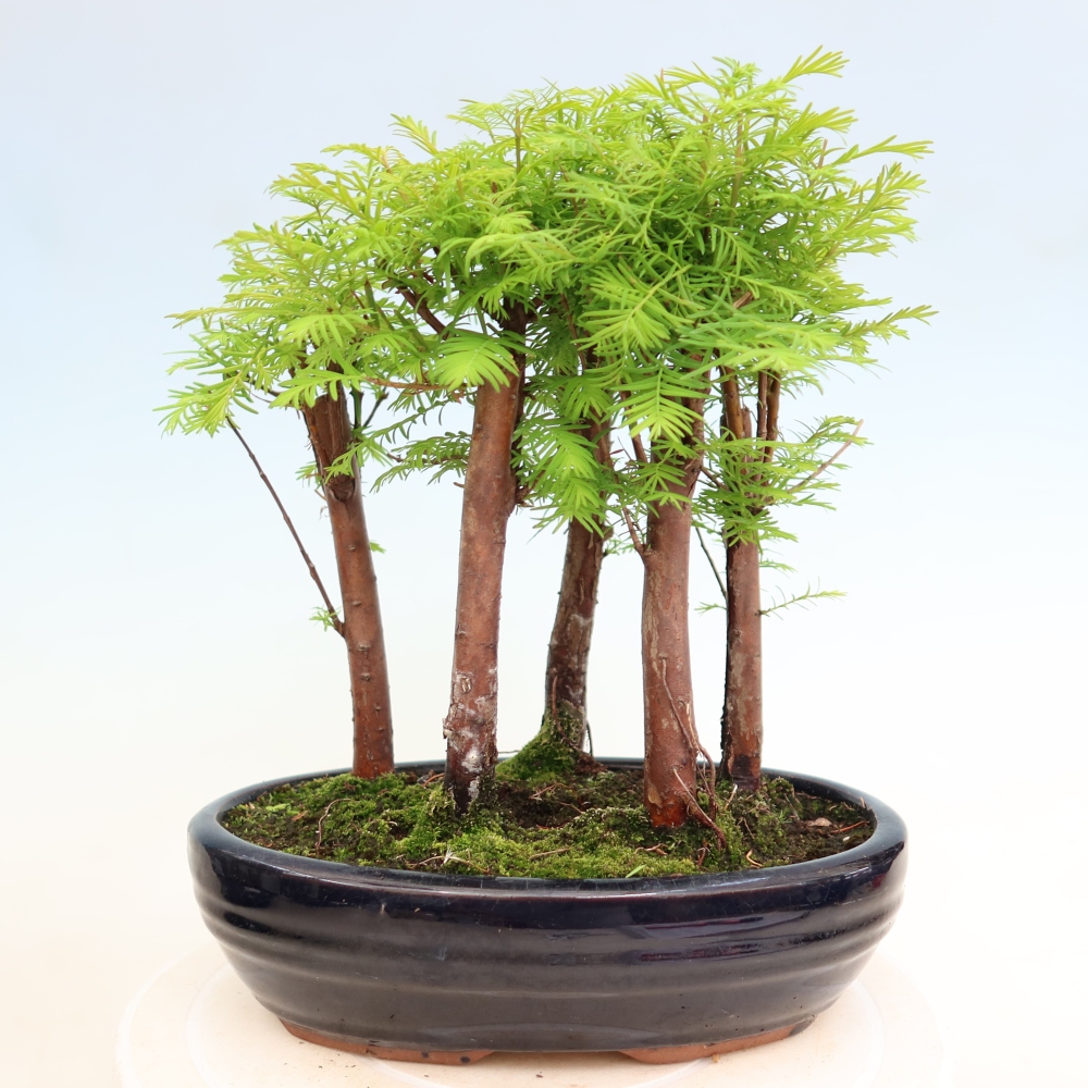 Buitenbonsai - Metasequoia glyptostroboides - Chinese metasequoia - bosje