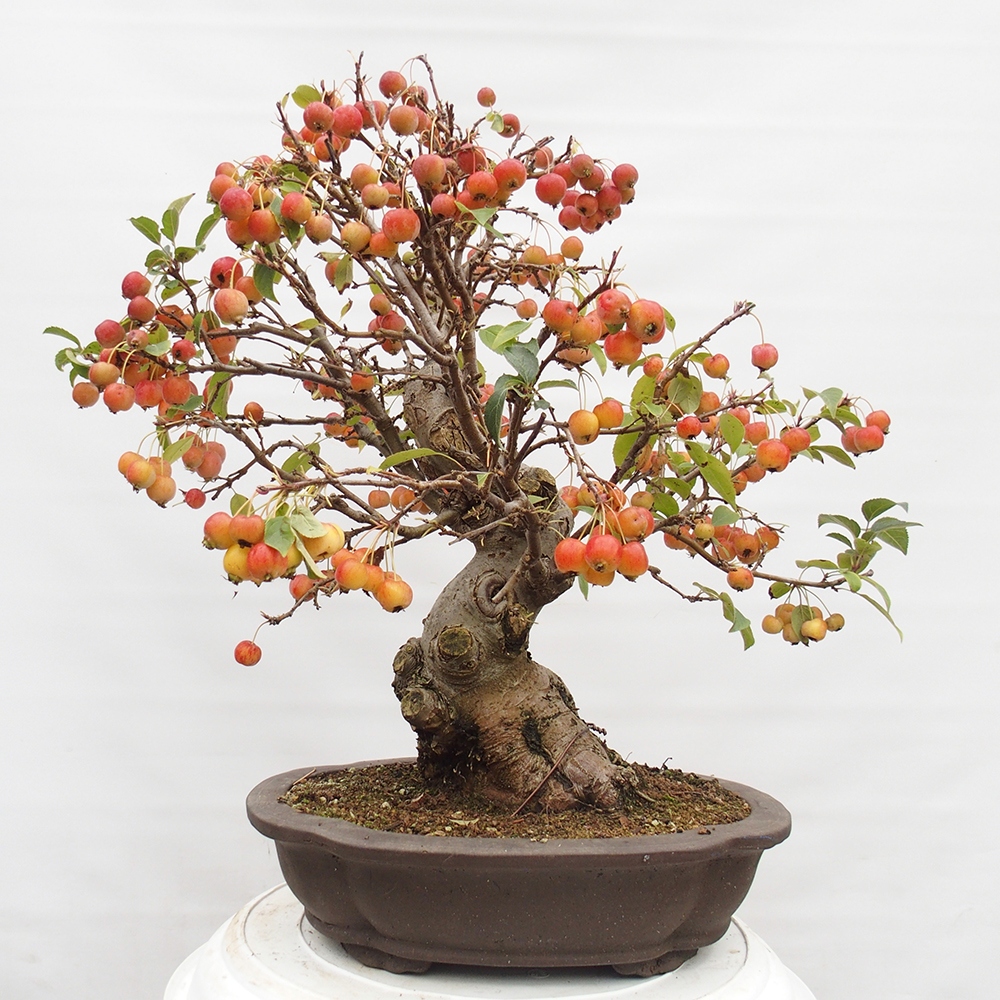 Bonsai voor buiten -Malus halliana - Appelboom met kleine vruchten