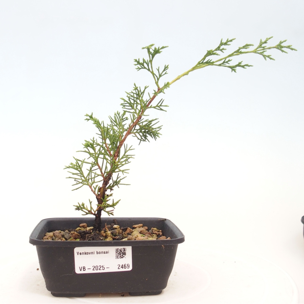 Bonsai voor buiten - Juniperus chinensis Itoigawa