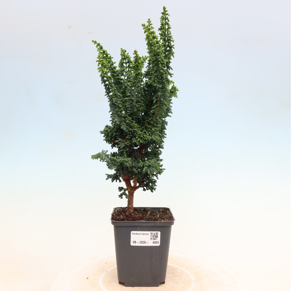 Bonsai voor buiten - Cham. obtusa SEKKA HINOKI - Cipres