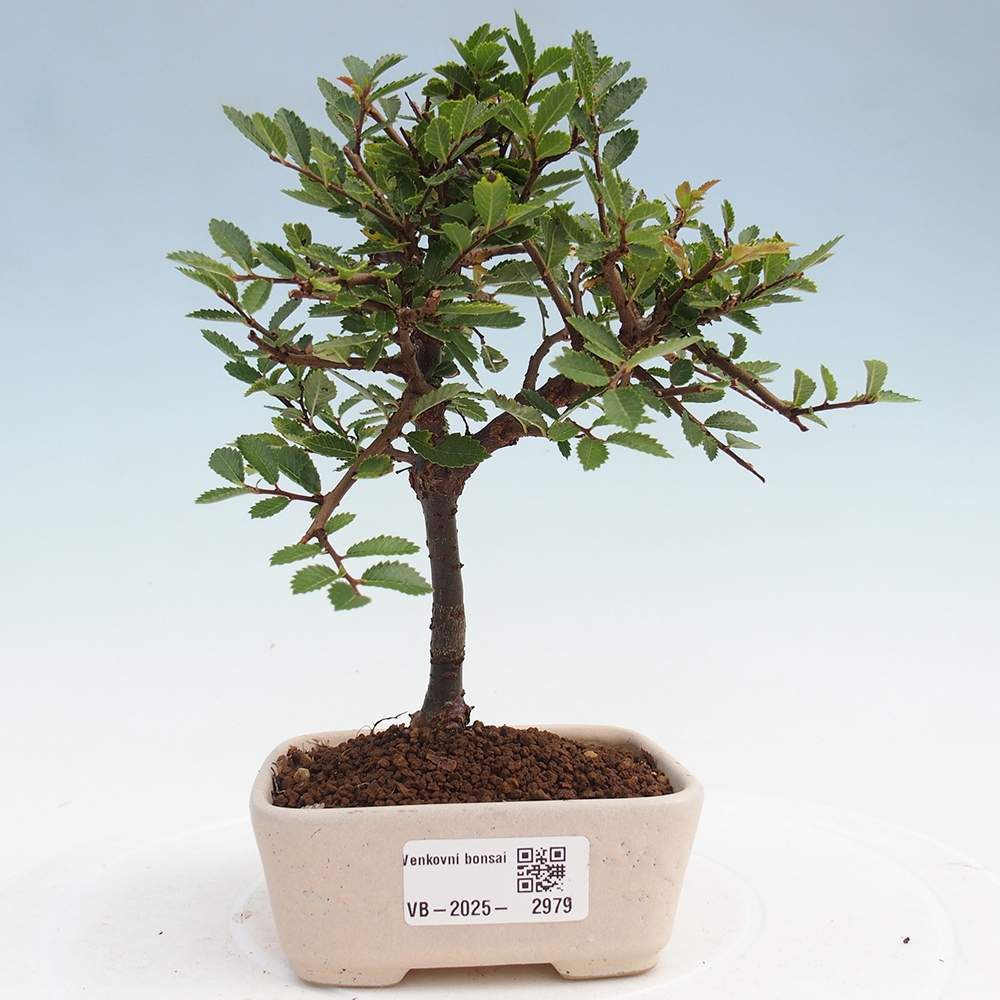 Bonsai voor buiten - Ulmus parvifolia Sagei - Kleinbladige iep