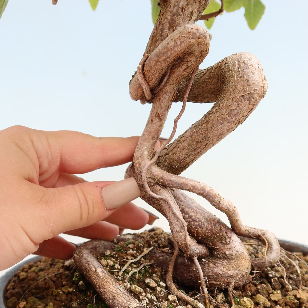 Bonsai voor buiten -Carpinus CARPINOIDES - Koreaanse haagbeuk