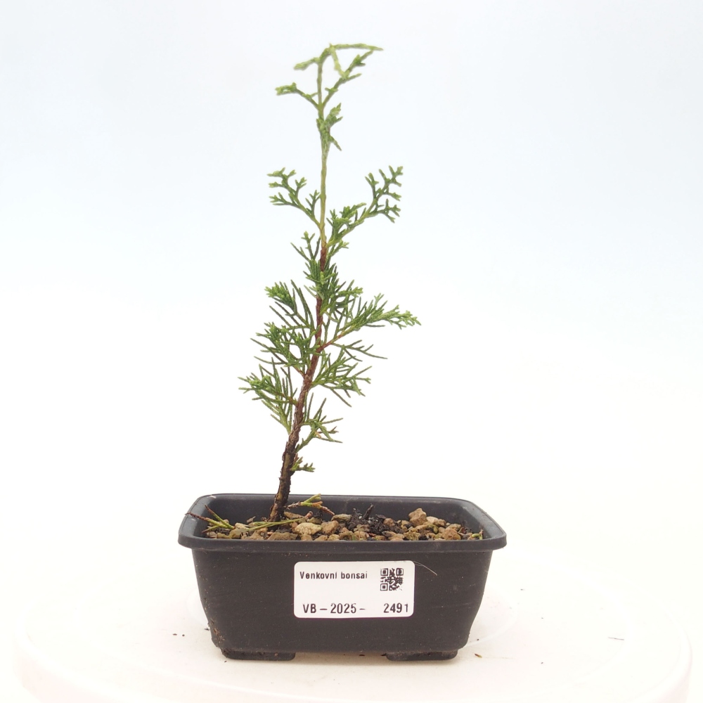 Bonsai voor buiten - Juniperus chinensis Itoigawa