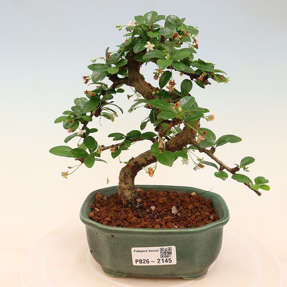 Kamerbonsai - Carmona macrophylla - Thee fuki
