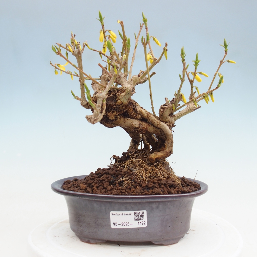 Bonsai voor buiten - Zlatice - Forsythia koreana